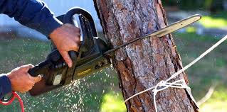 Reliable Smith Valley, NV Tree Removal and Landscaping Services Solutions